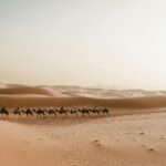 A picturesque camel caravan journey through Merzouga dunes in the Sahara Desert, Morocco.